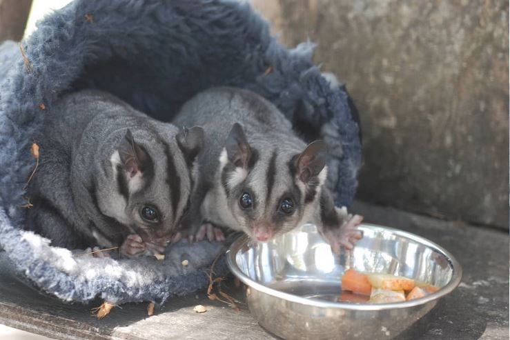 Australian Wildlife Blog | Alice Hua