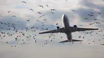 Birdstrikes - Where Are Birds Going?