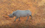 Protecting endangered megafauna through AI analysis of drone images in a low-connectivity setting: a case study from Namibia